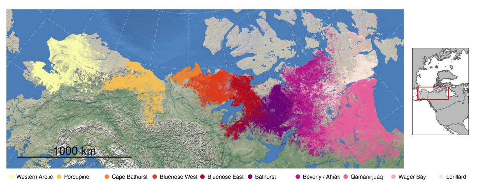 A map of northern Alaska and Canada with 10 colored areas showing the range of varibou caribou herds