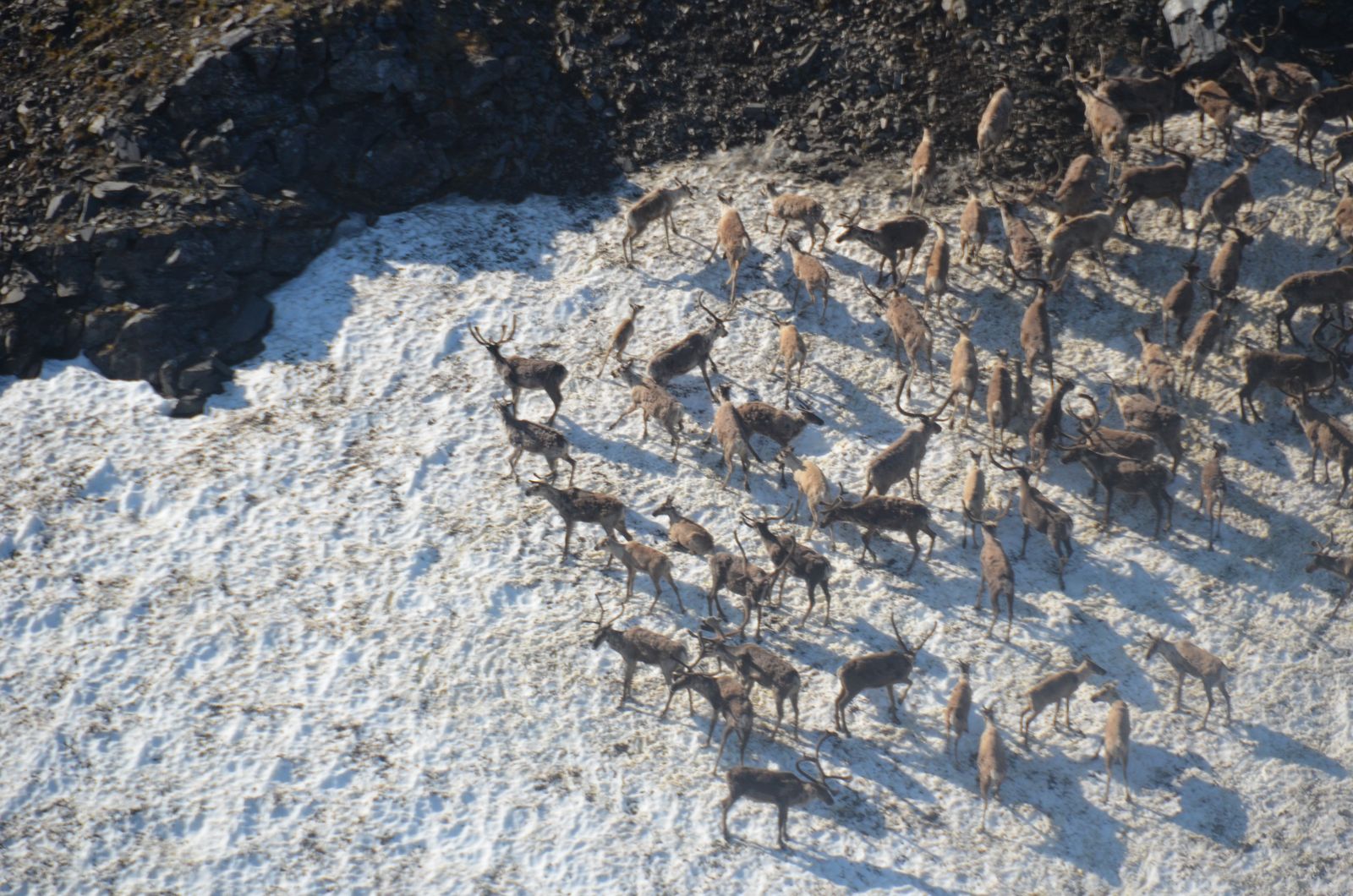 A group of brown caribou are gathered on a patch of snow.