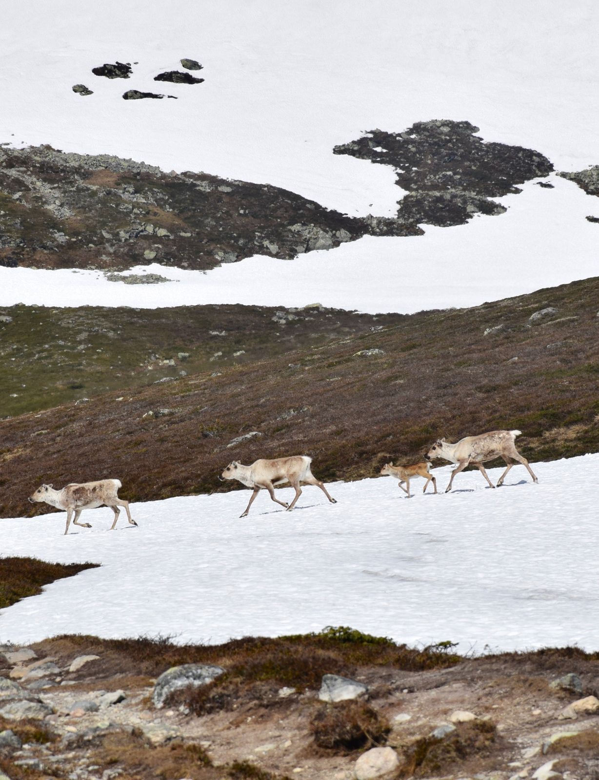 Three white adult caribou and a caribou calf walk across a patch of snow.