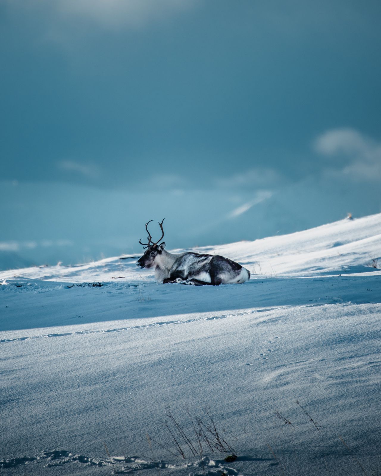 A brown and white caribou lays on a snow-covered hillside.