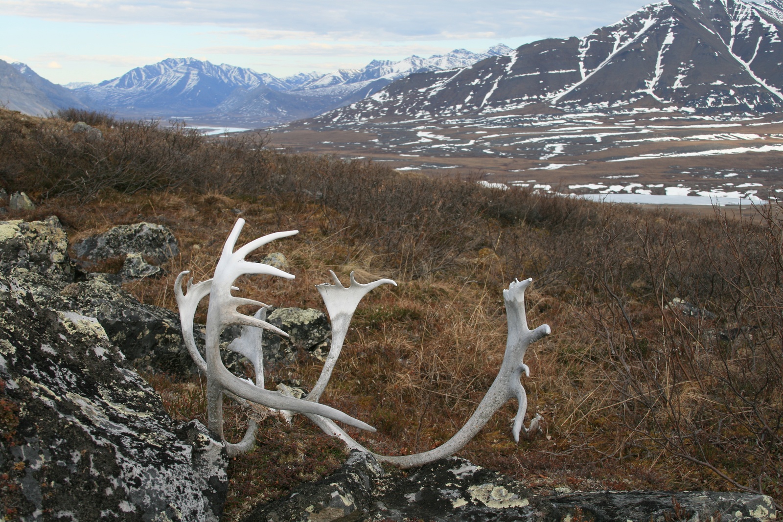 Caribou antlers on a grass-covered hillside. Snowy mountains are in the background.